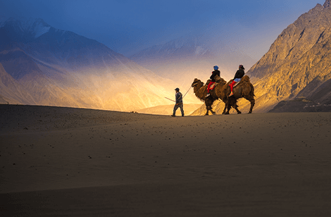 Ladakh Two Humph Camel Ride