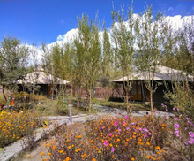 Chalet Seabuckthron Nubra