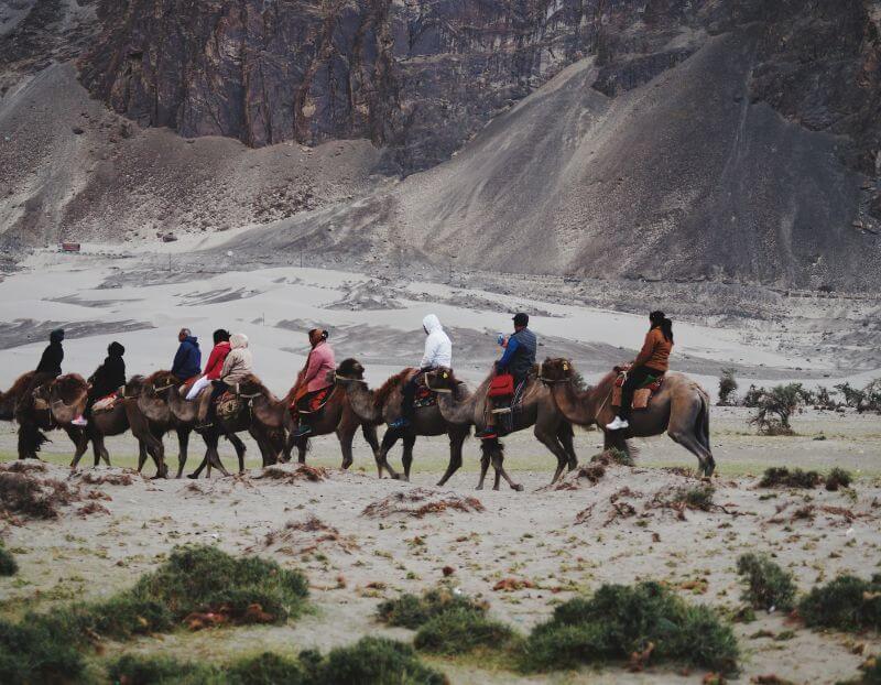 Double-Humped Bactrian Camels Nubra Valley